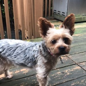 Meet your Posher, Ashley